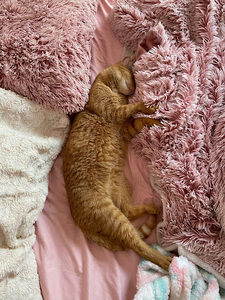 Meet your Posher, Alisha